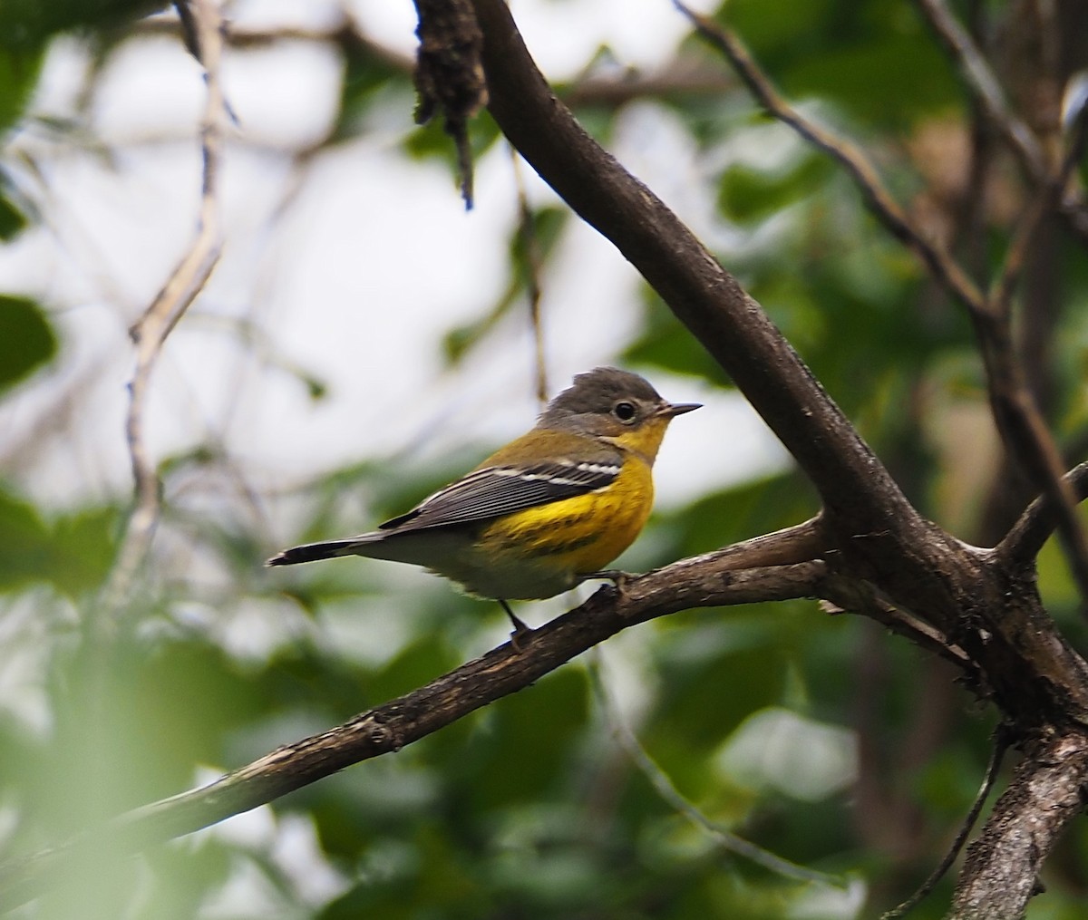 Magnolia Warbler - Justine Heinrichsberg