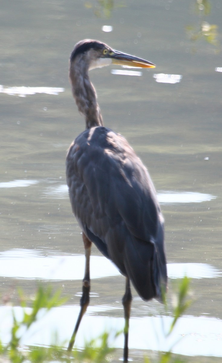 Garza Azulada - ML608766510