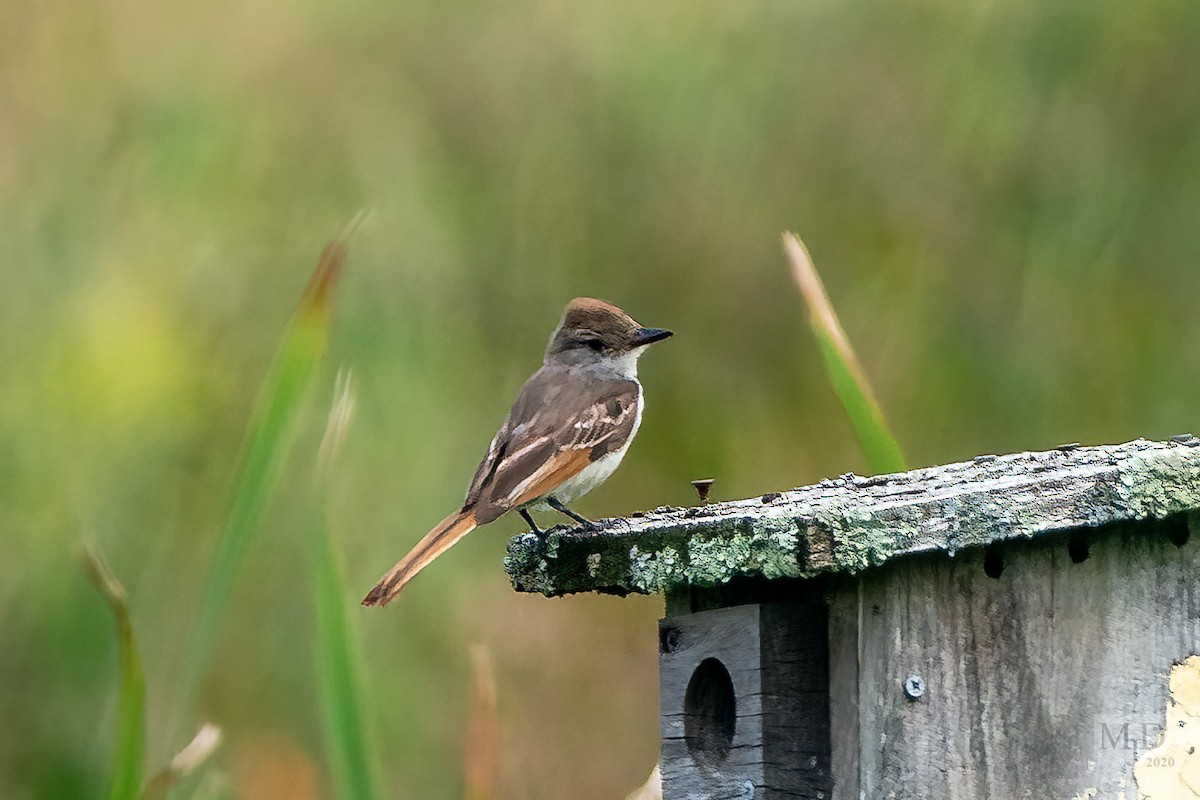 Ash-throated Flycatcher - ML608766519