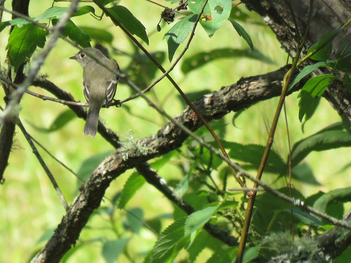 Least Flycatcher - ML608766829