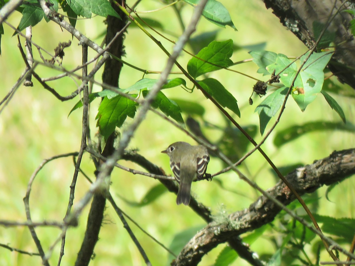 Least Flycatcher - ML608766830