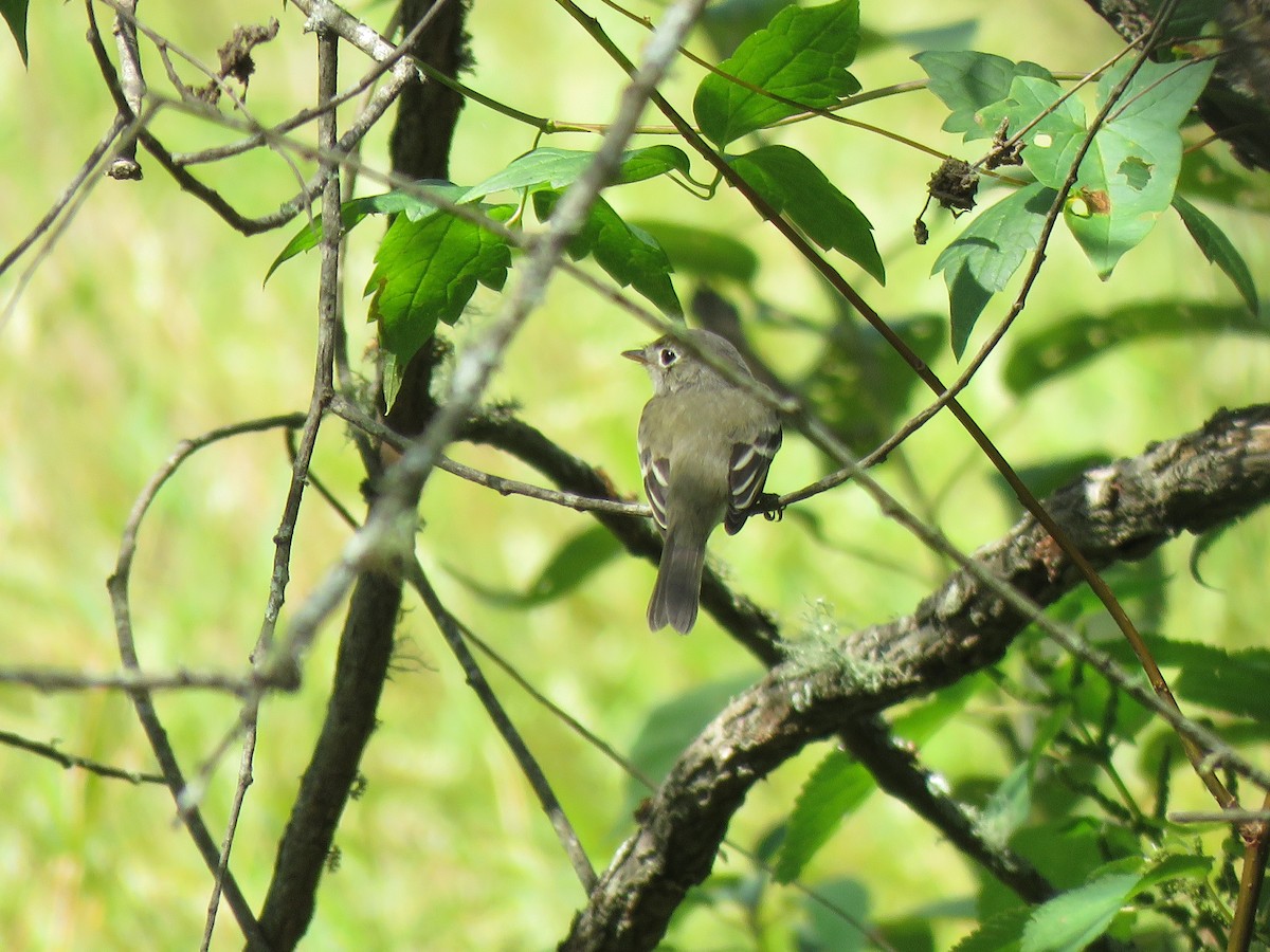 Least Flycatcher - ML608766831