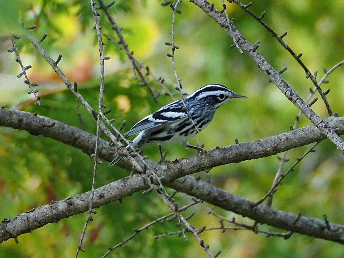 Black-and-white Warbler - Justine Heinrichsberg