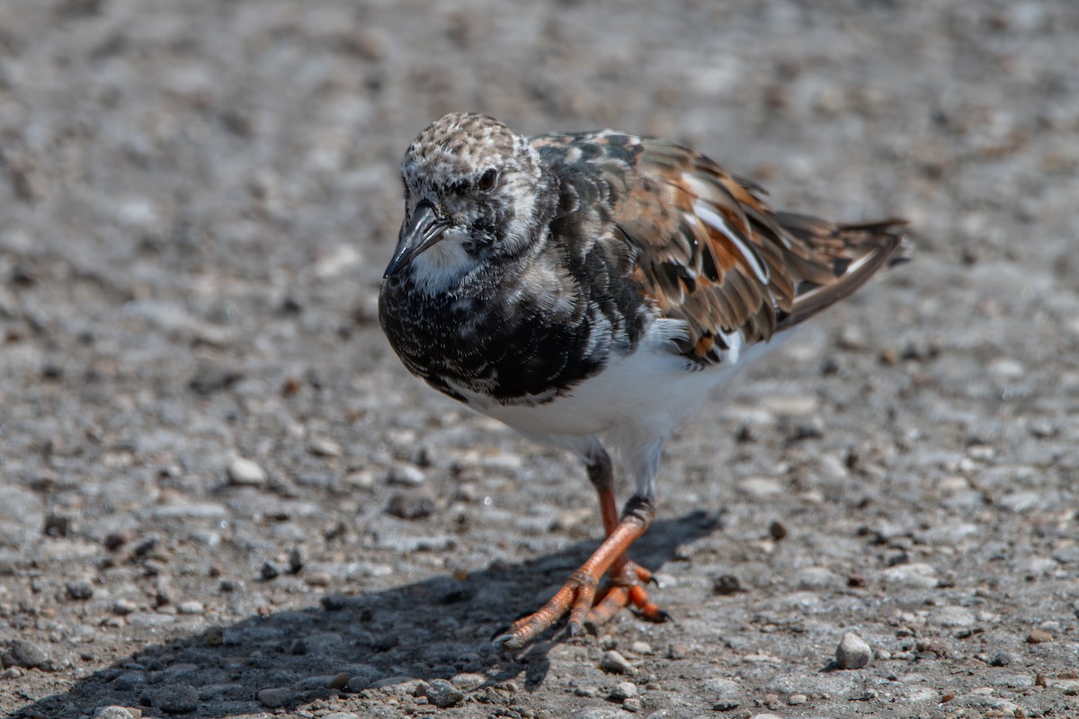 Ruddy Turnstone - ML608766981