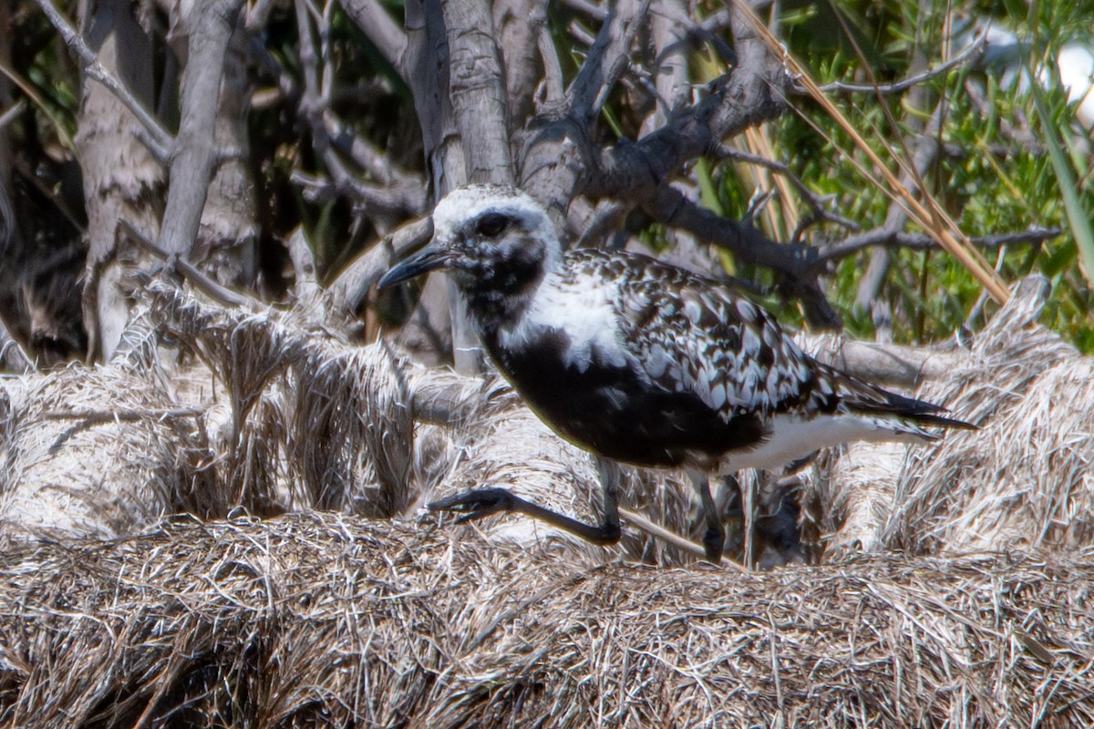 Black-bellied Plover - ML608766994