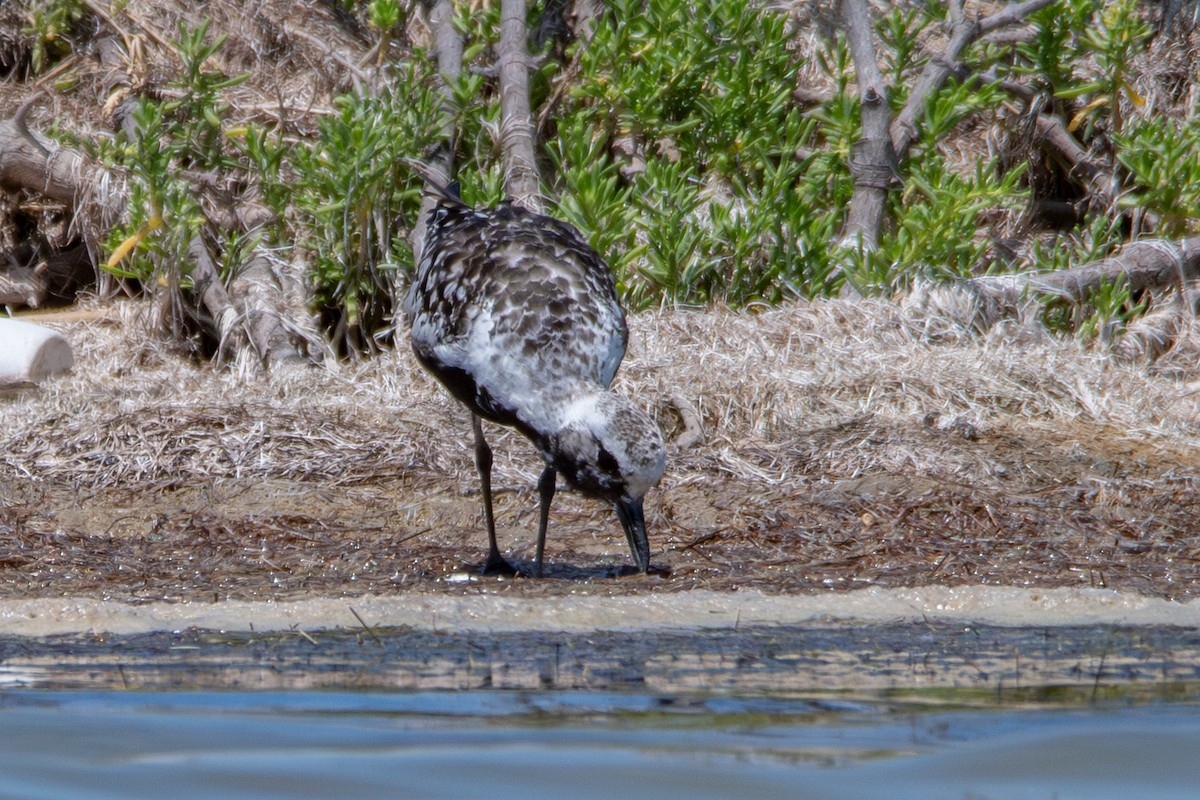 Black-bellied Plover - ML608766996