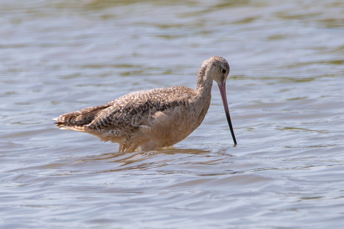 Marbled Godwit - ML608767010