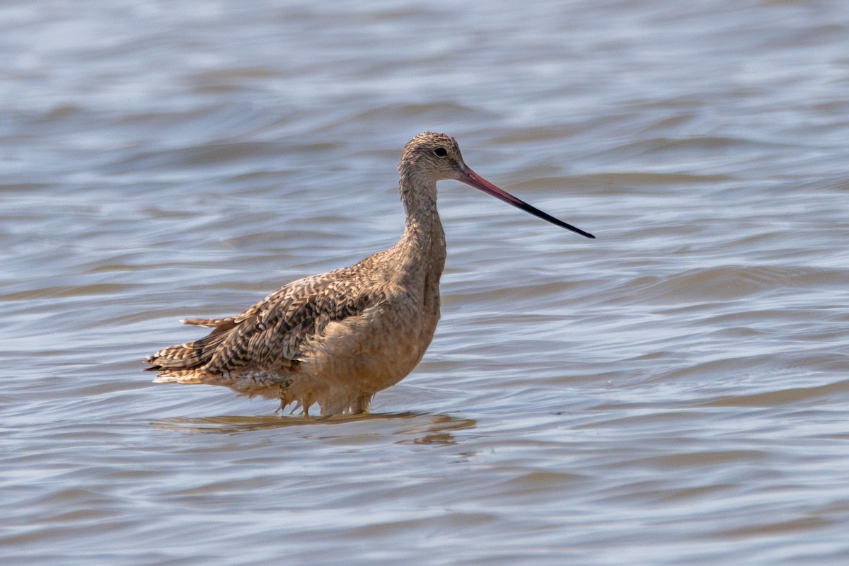 Marbled Godwit - ML608767011