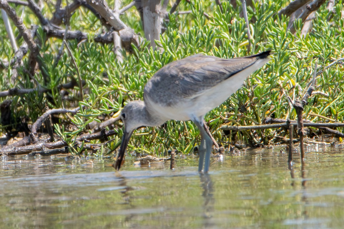 Willet - ML608767032