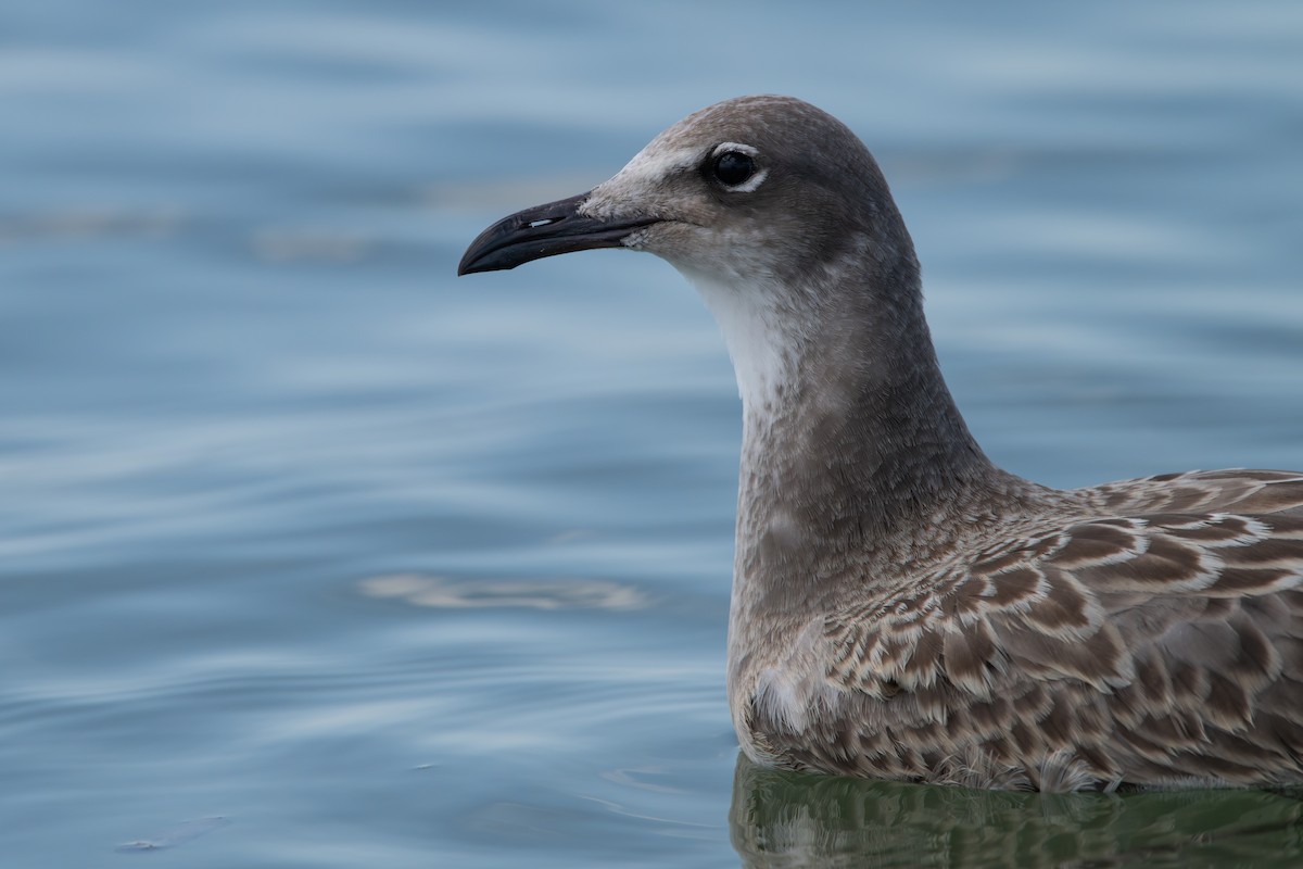 Mouette atricille - ML608767040