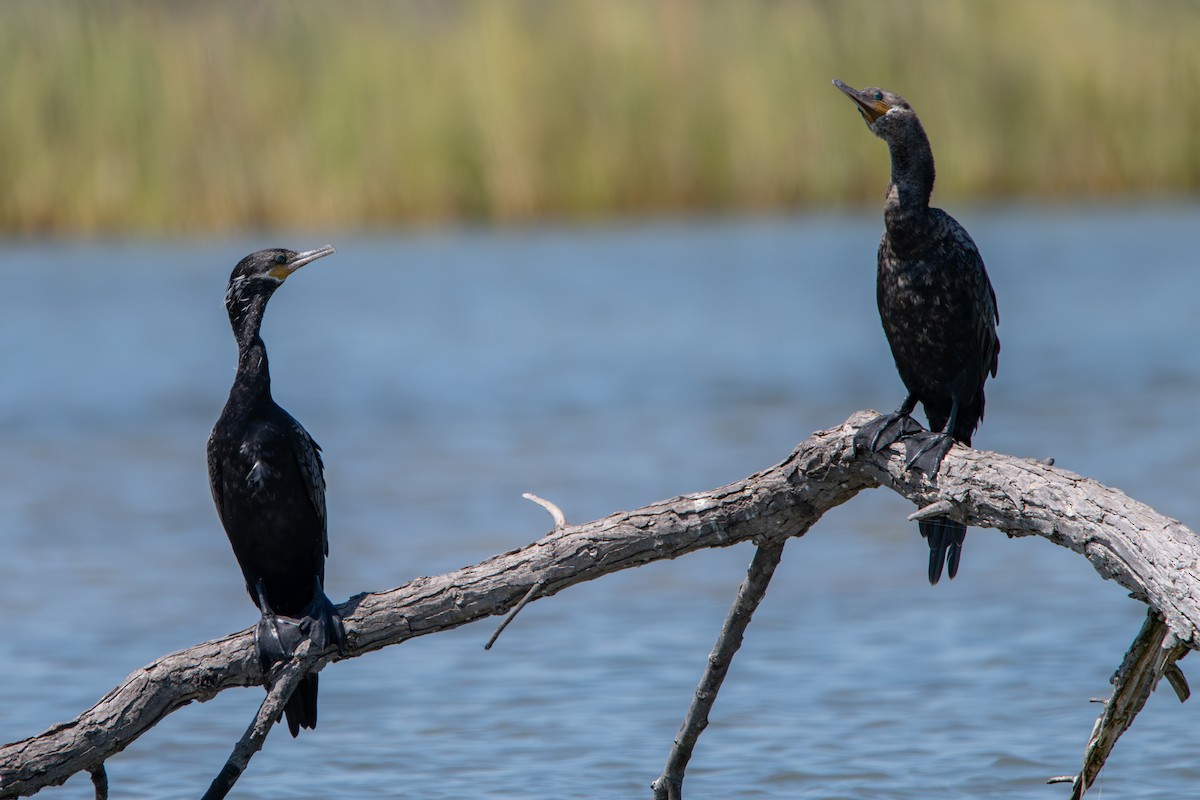 Neotropic Cormorant - ML608767055