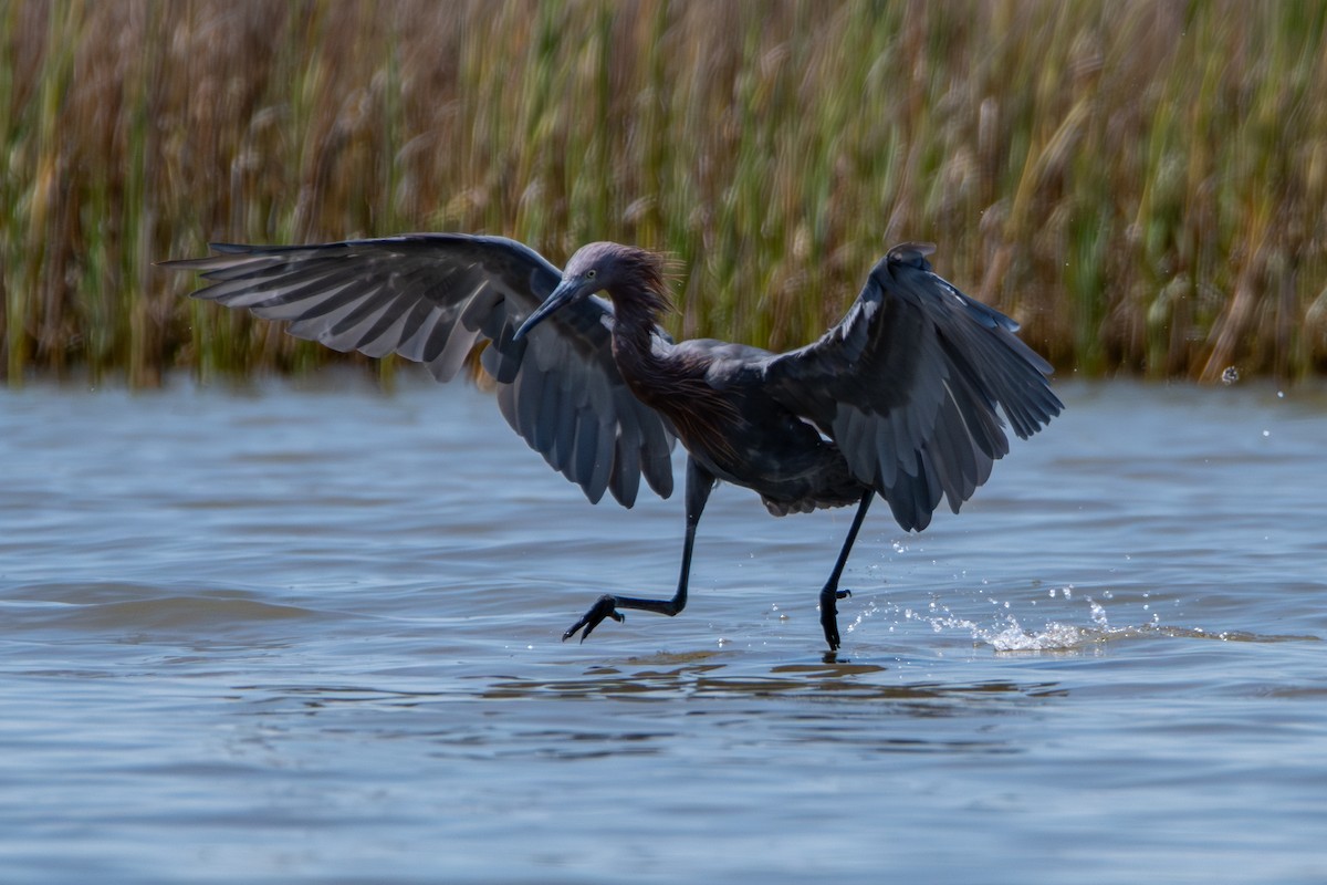 Reddish Egret - ML608767076