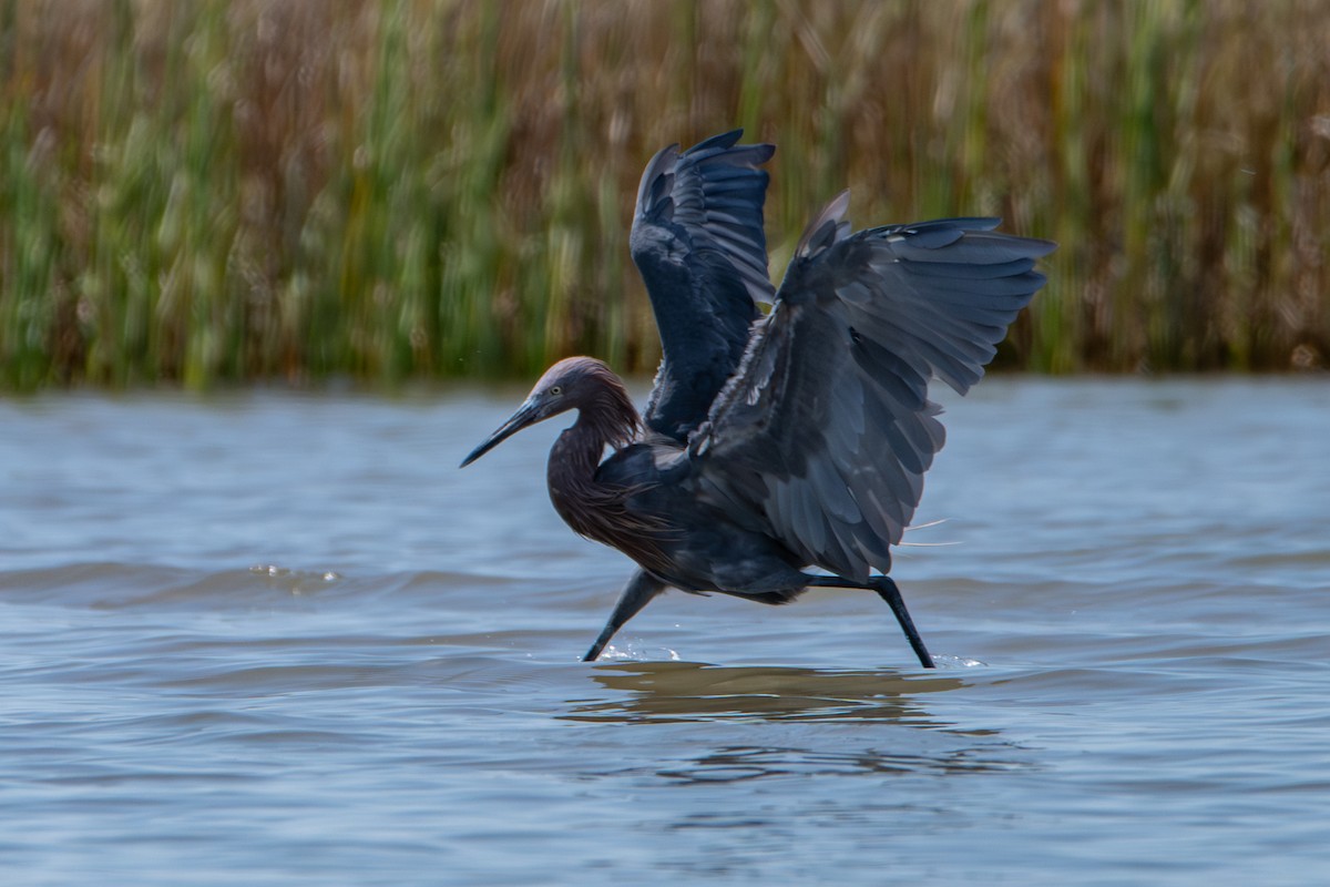 Reddish Egret - ML608767077