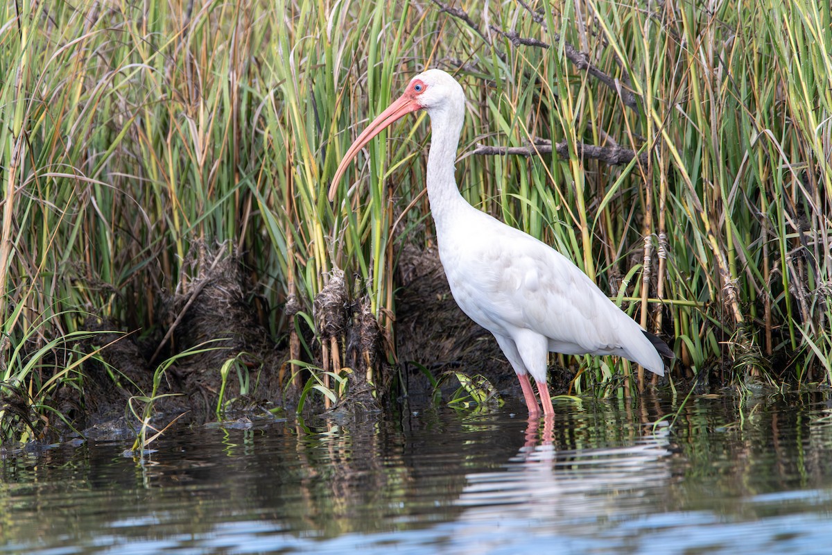 White Ibis - ML608767079