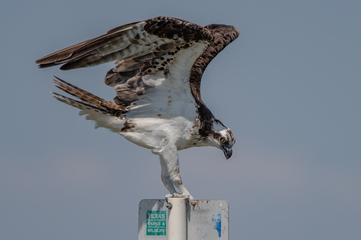 Balbuzard pêcheur - ML608767087