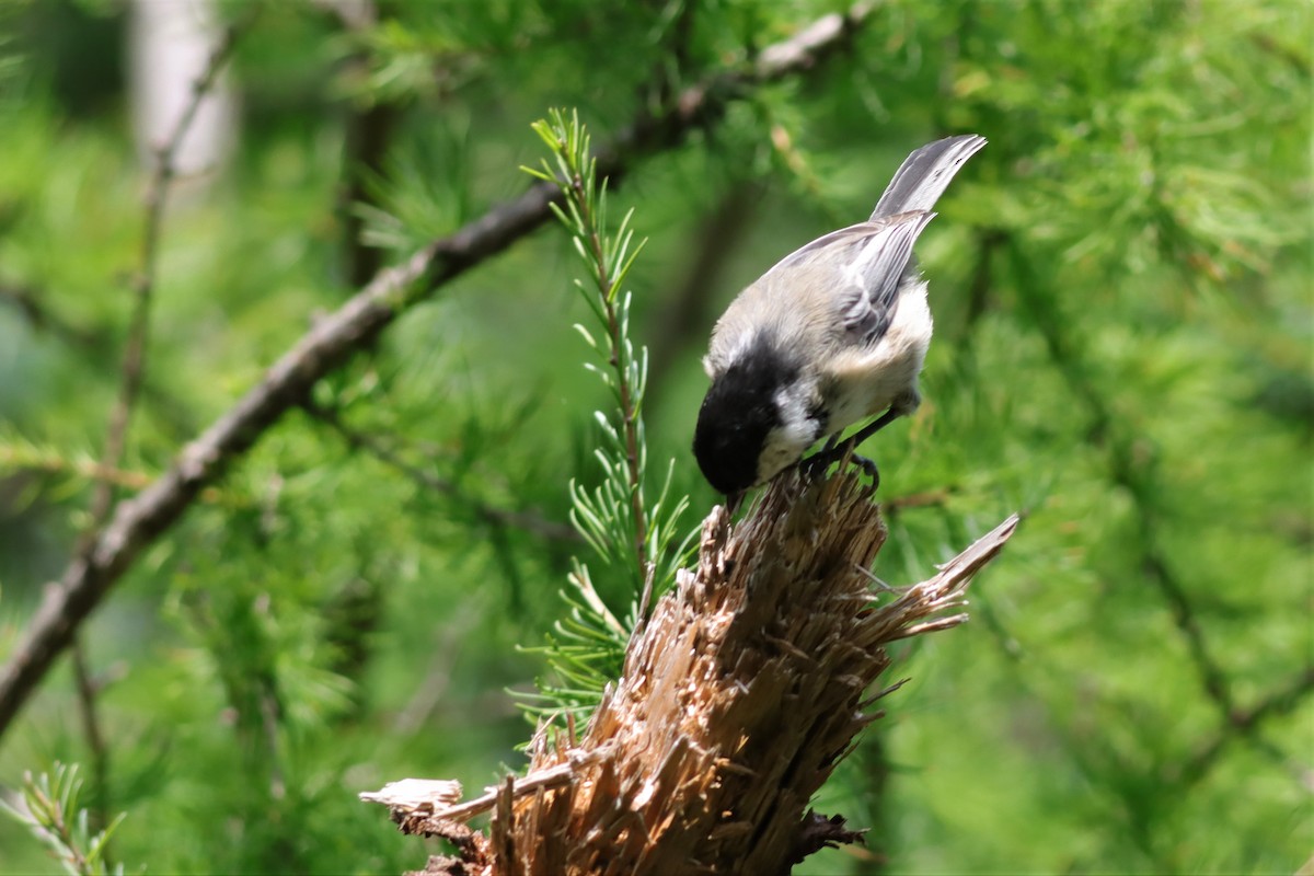 Black-capped Chickadee - ML608767088