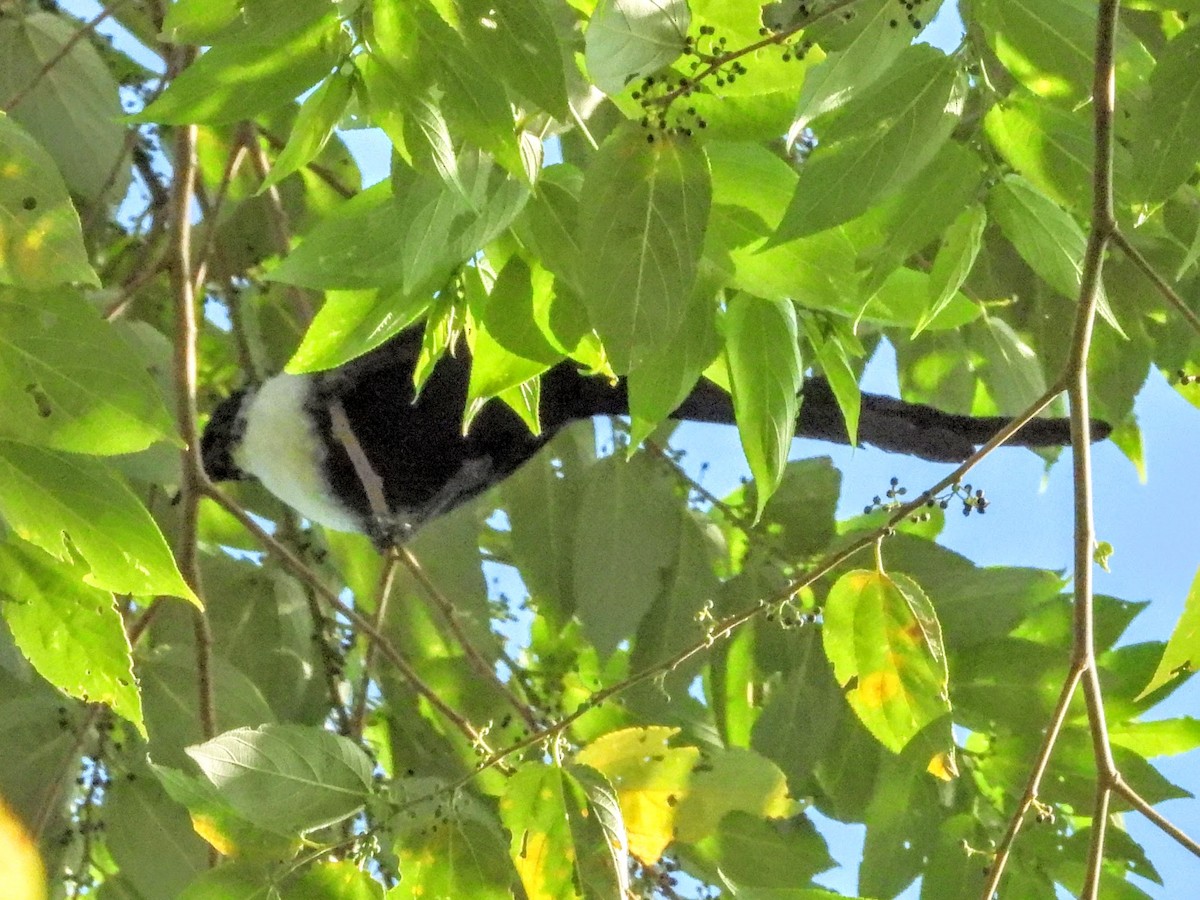 White-necked Myna (Northern) - ML608767250