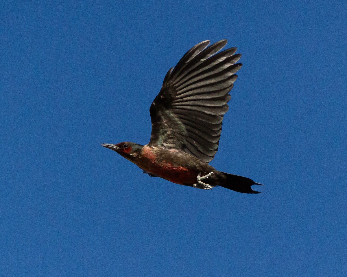 Lewis's Woodpecker - Ryan Bourbour