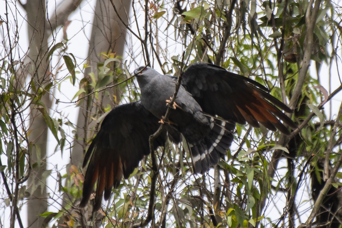 Plumbeous Kite - ML608767427