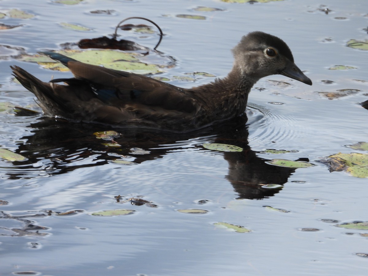 Wood Duck - ML608767472