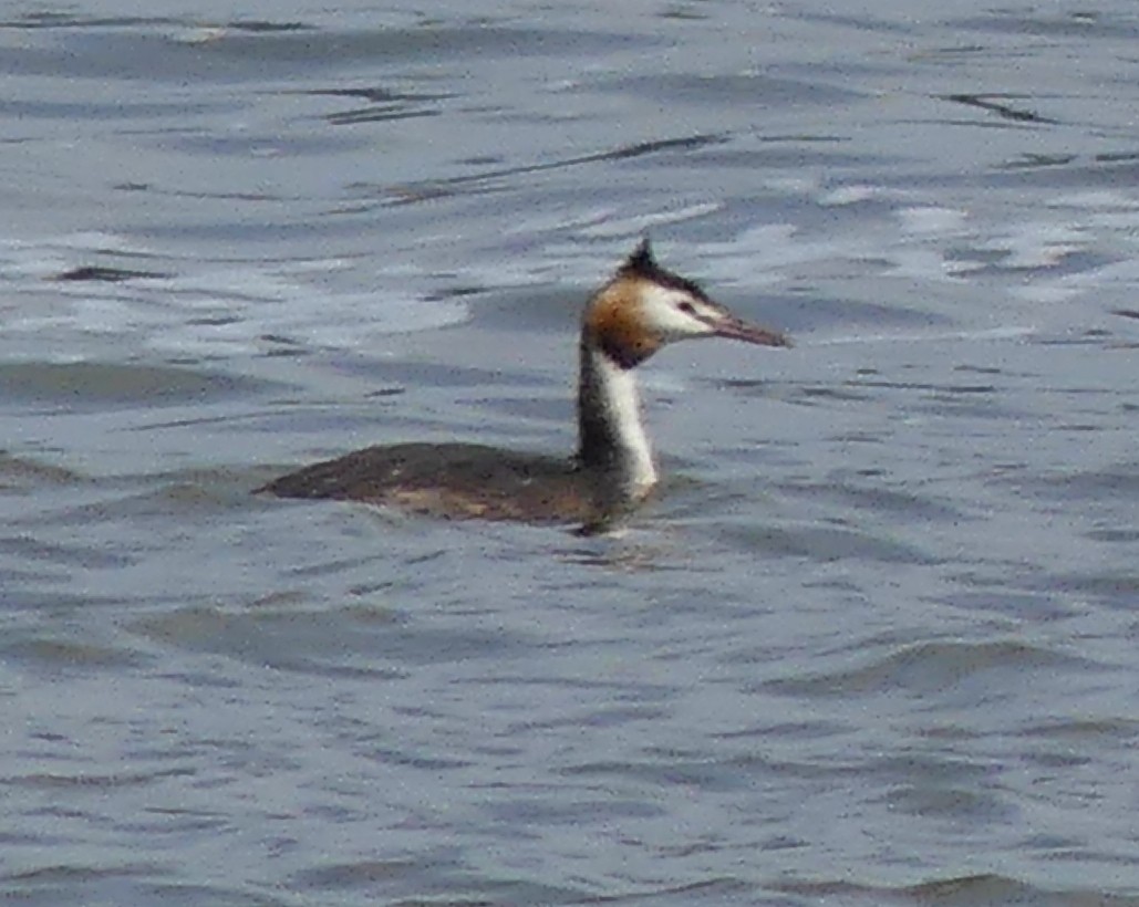 Great Crested Grebe - ML608767563