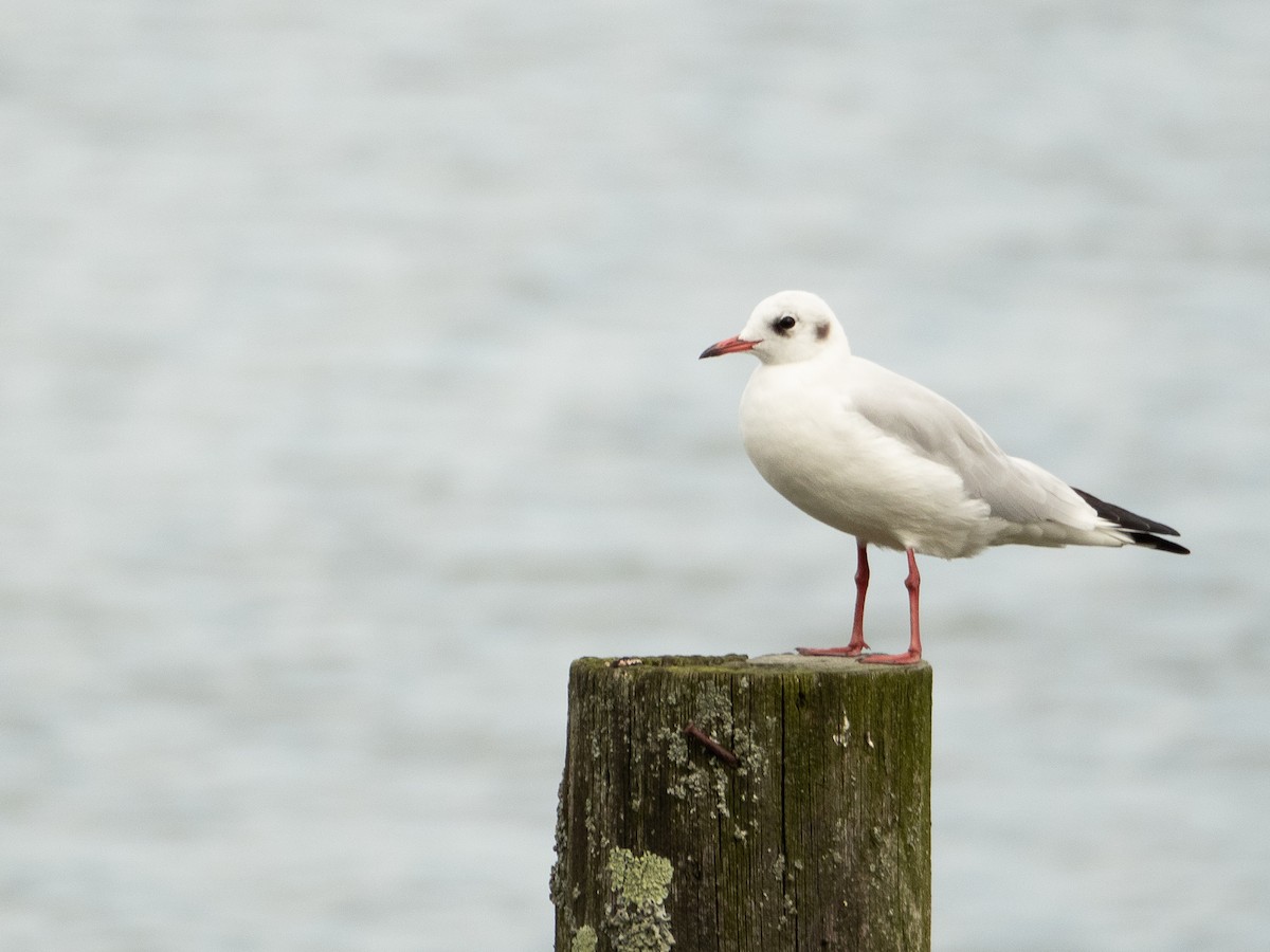 Mouette rieuse - ML608767607