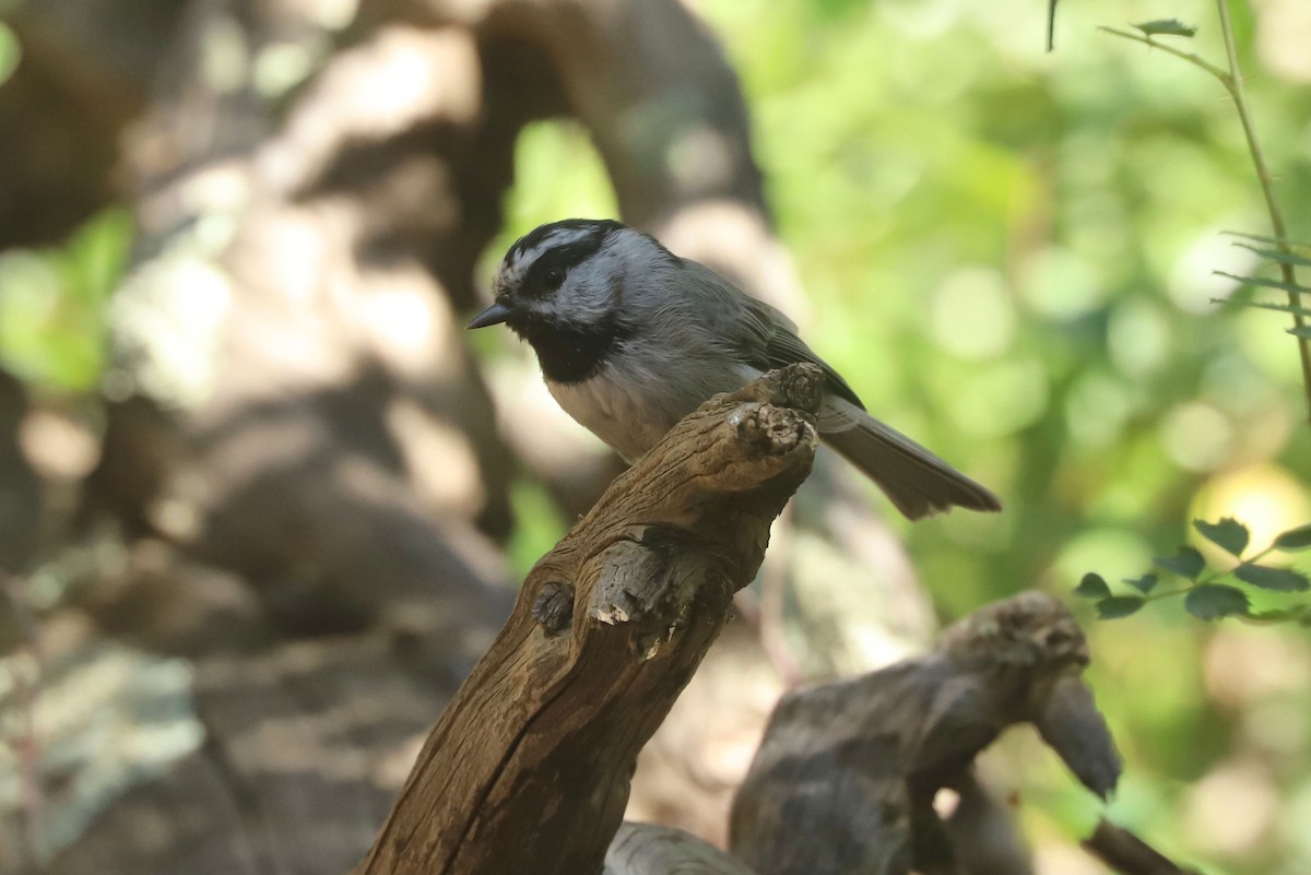 Mountain Chickadee - ML608767615