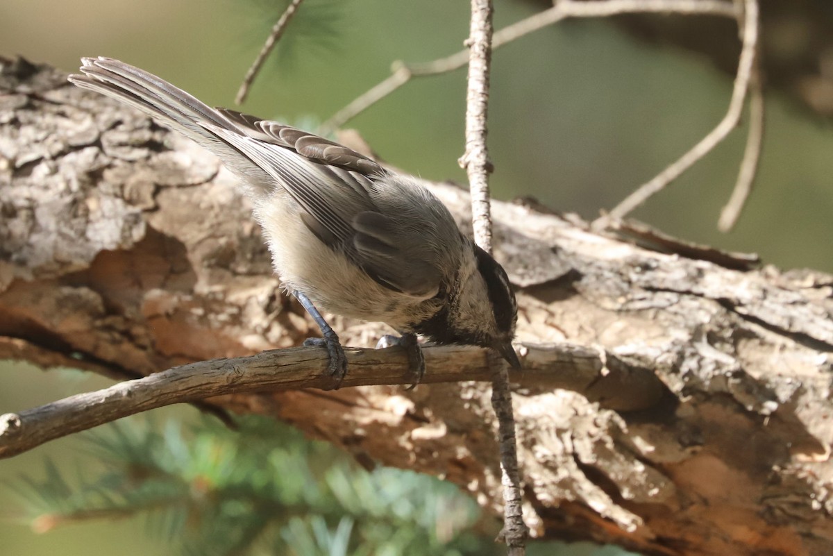 Mountain Chickadee - ML608767616