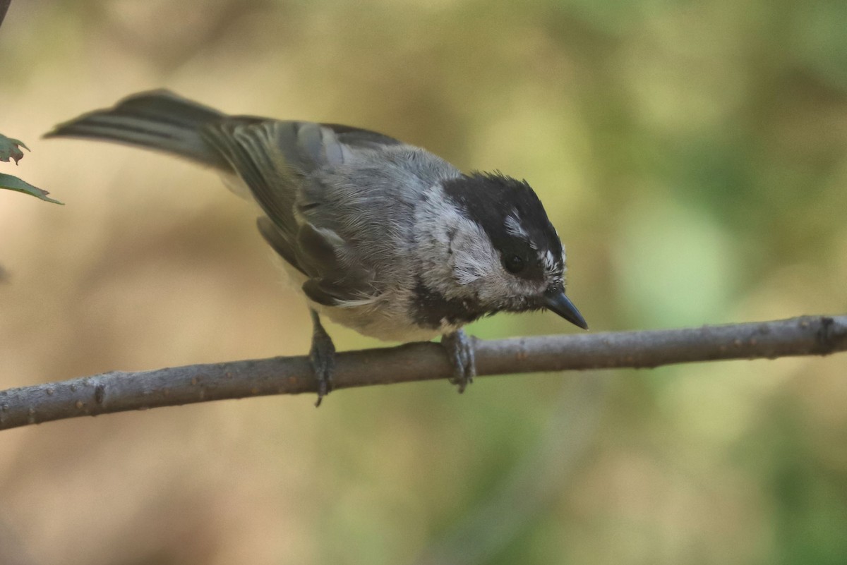 Mountain Chickadee - ML608767617