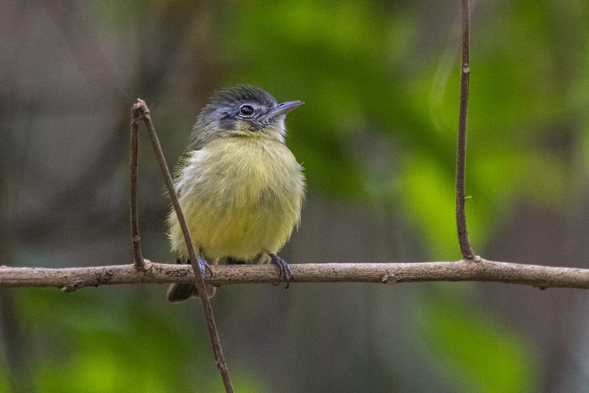 Yellow-olive Flatbill - ML608767618