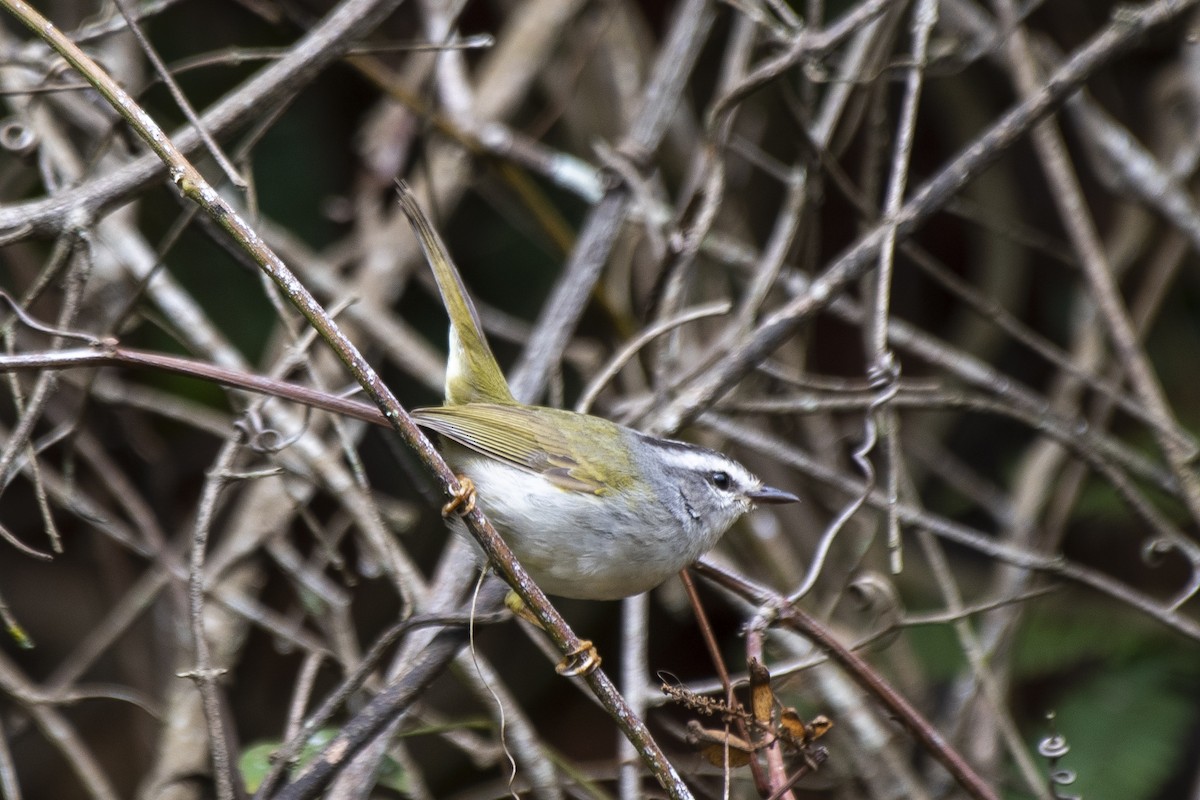 Golden-crowned Warbler - Luiz Carlos Ramassotti