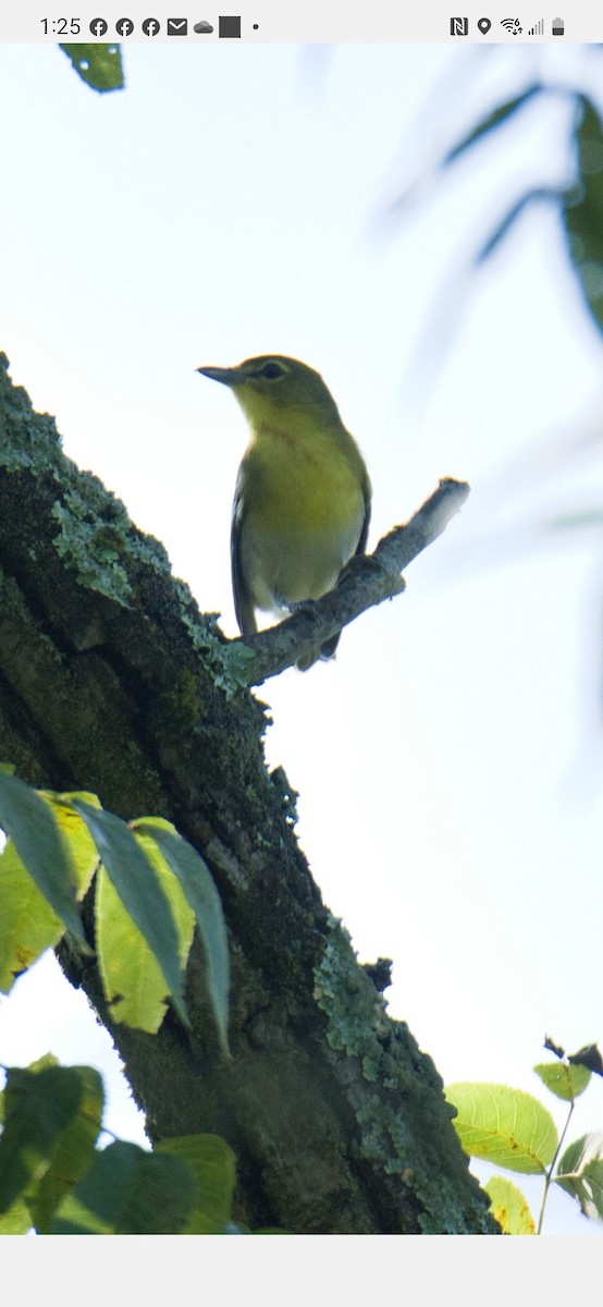 Viréo à gorge jaune - ML608767717