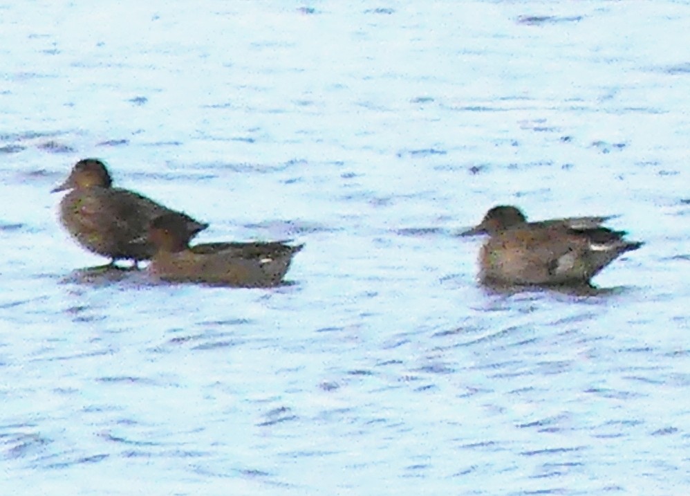 Green-winged Teal - ML608767859
