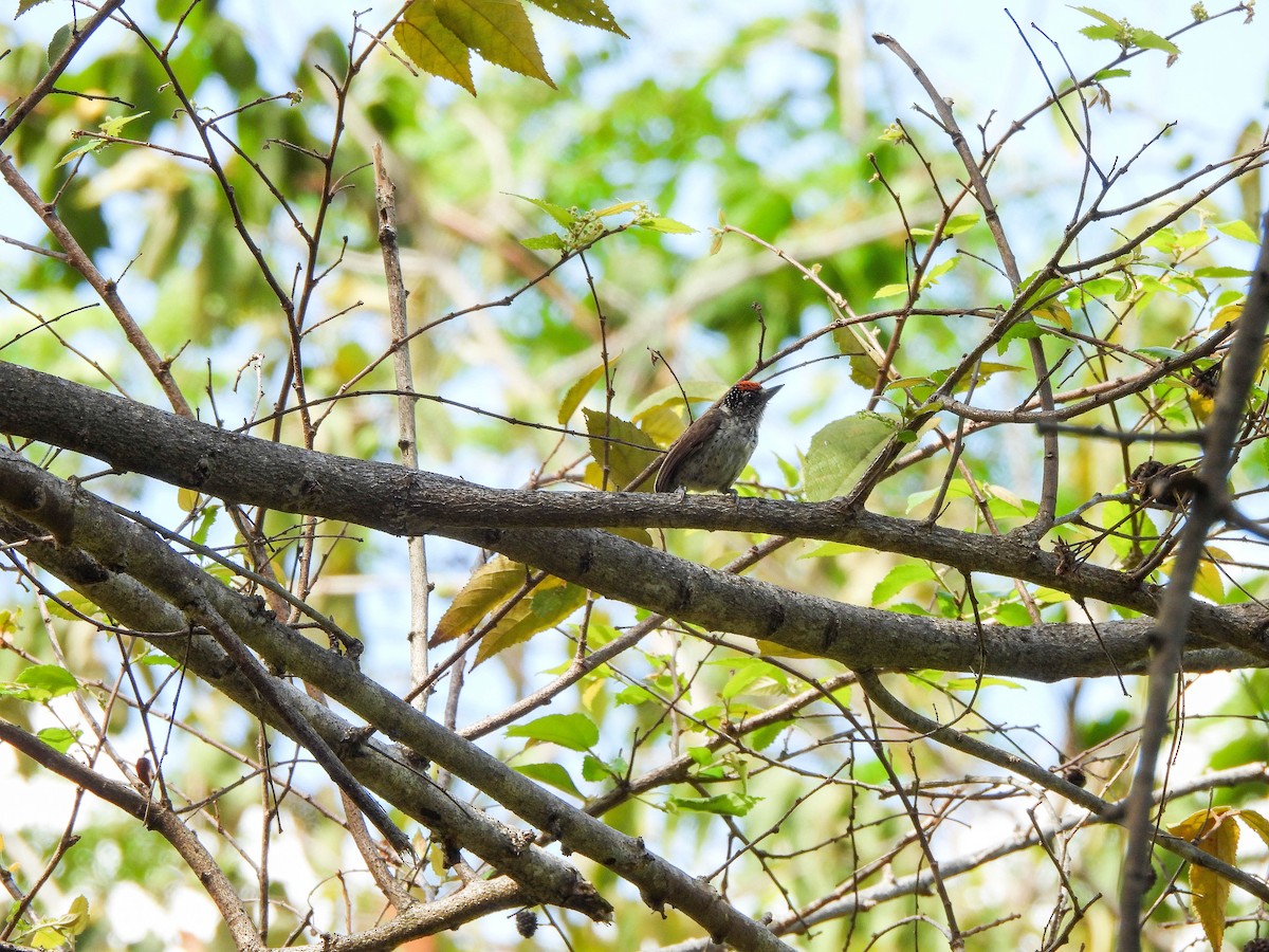 White-bellied Piculet - Susan Brauning