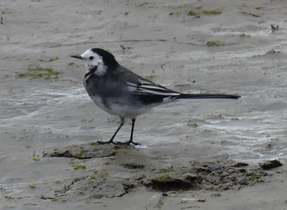 White Wagtail - ML608767968