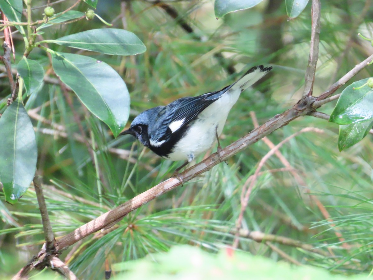 Black-throated Blue Warbler - ML608767990