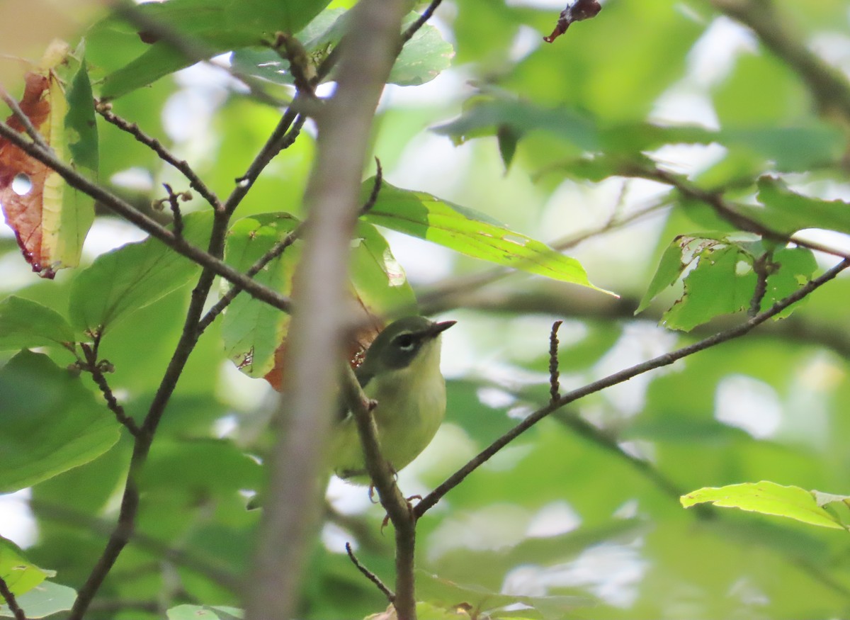 Black-throated Blue Warbler - ML608768026