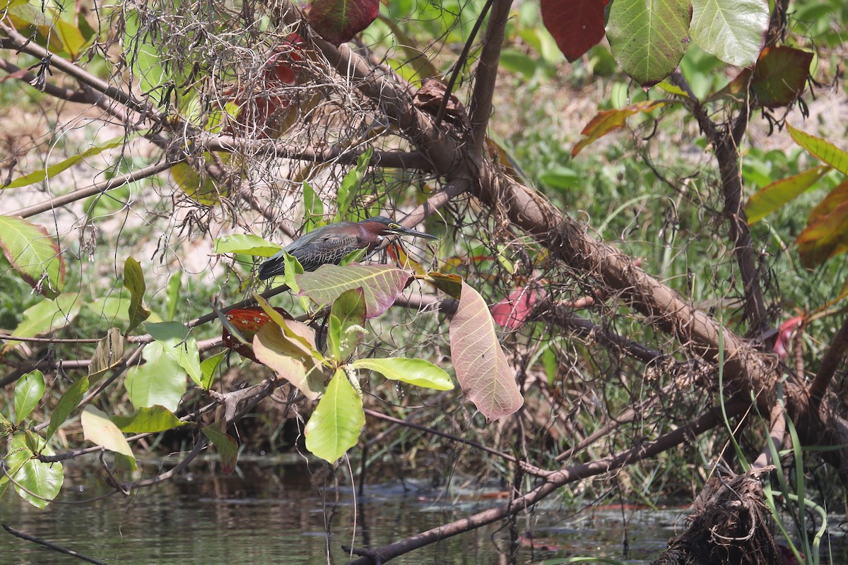 Green Heron - ML608768096