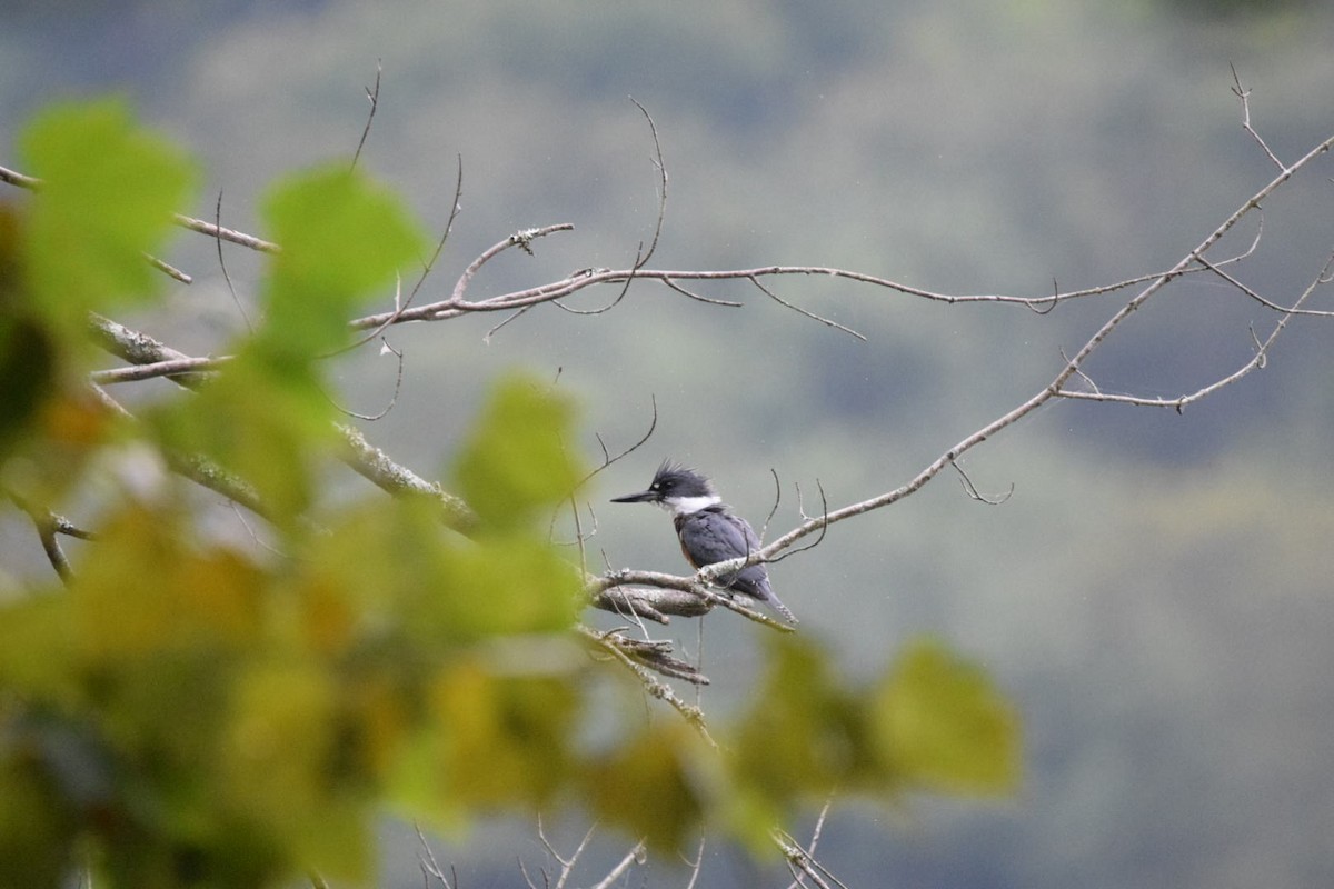 Belted Kingfisher - ML608768127