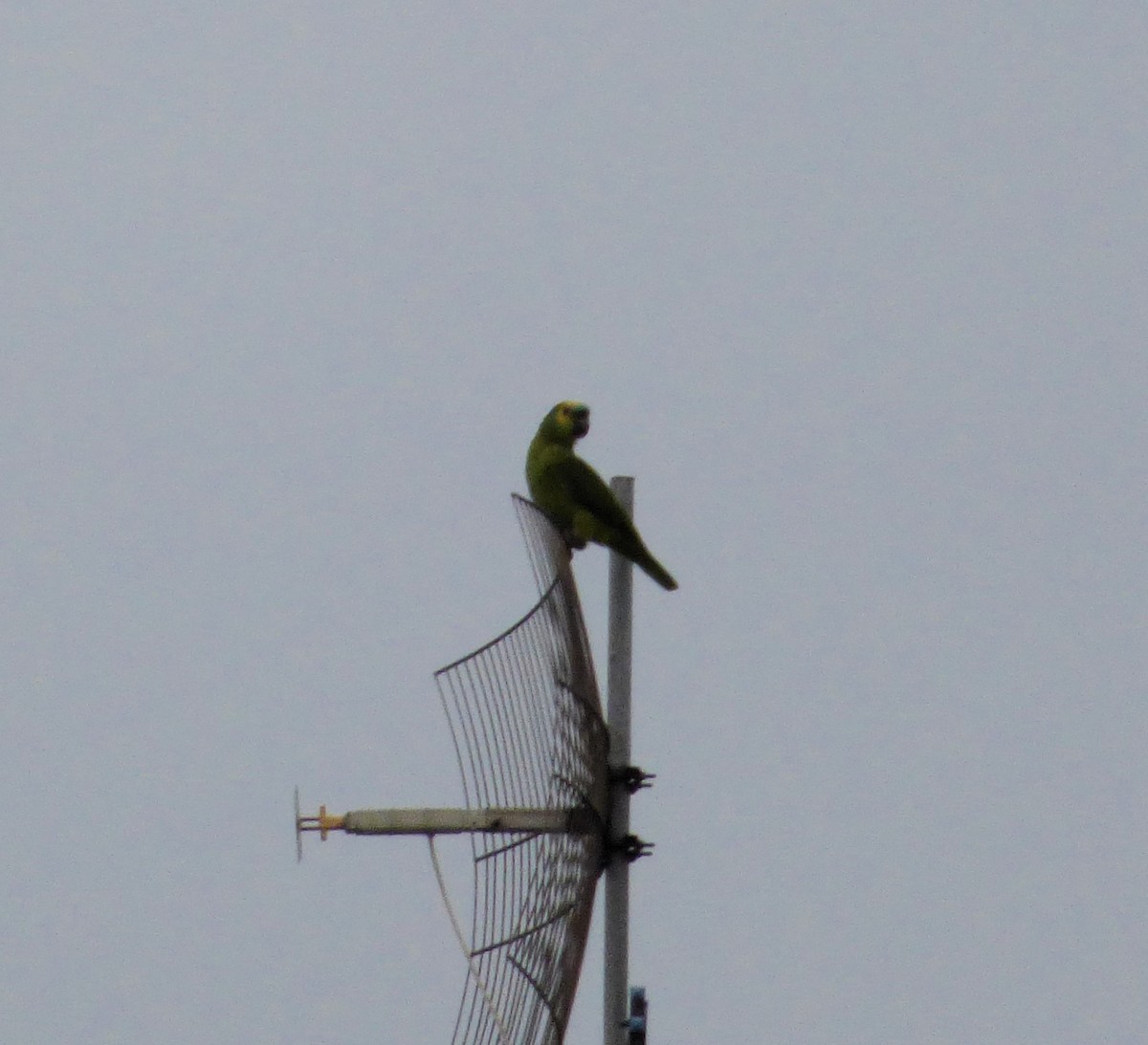 Turquoise-fronted Parrot - Deusdedith AlvesFilho