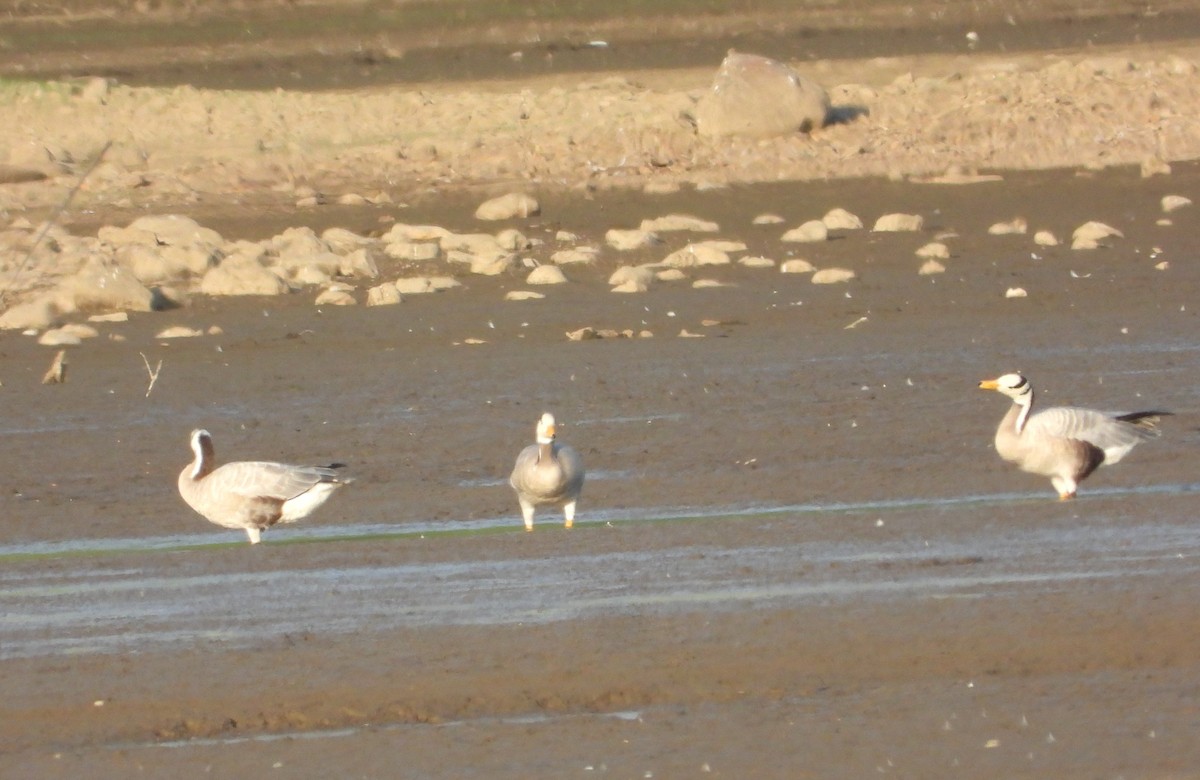 Bar-headed Goose - ML608768235