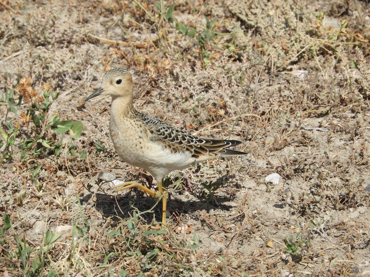 Buff-breasted Sandpiper - ML608768424