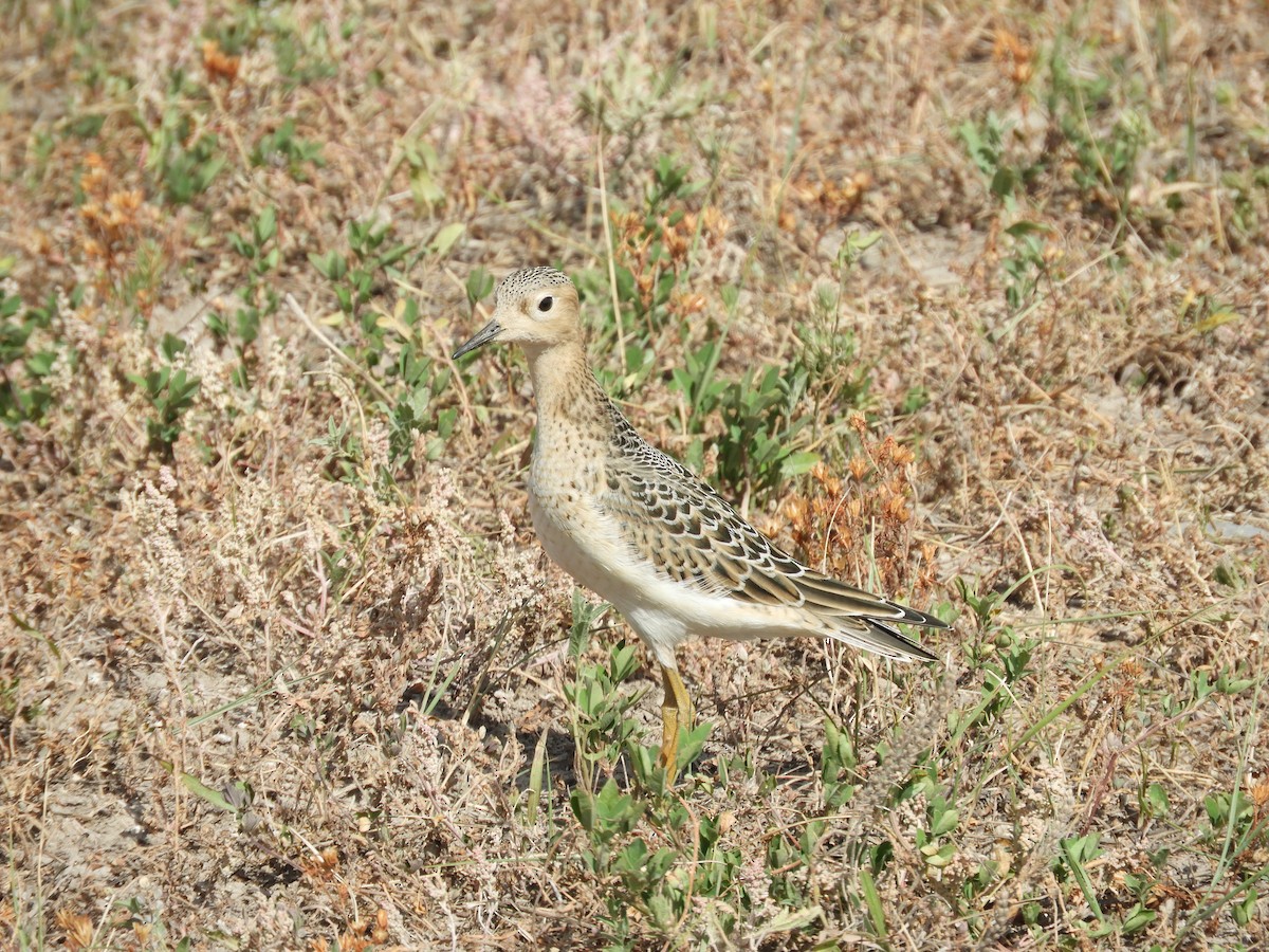 Buff-breasted Sandpiper - ML608768428