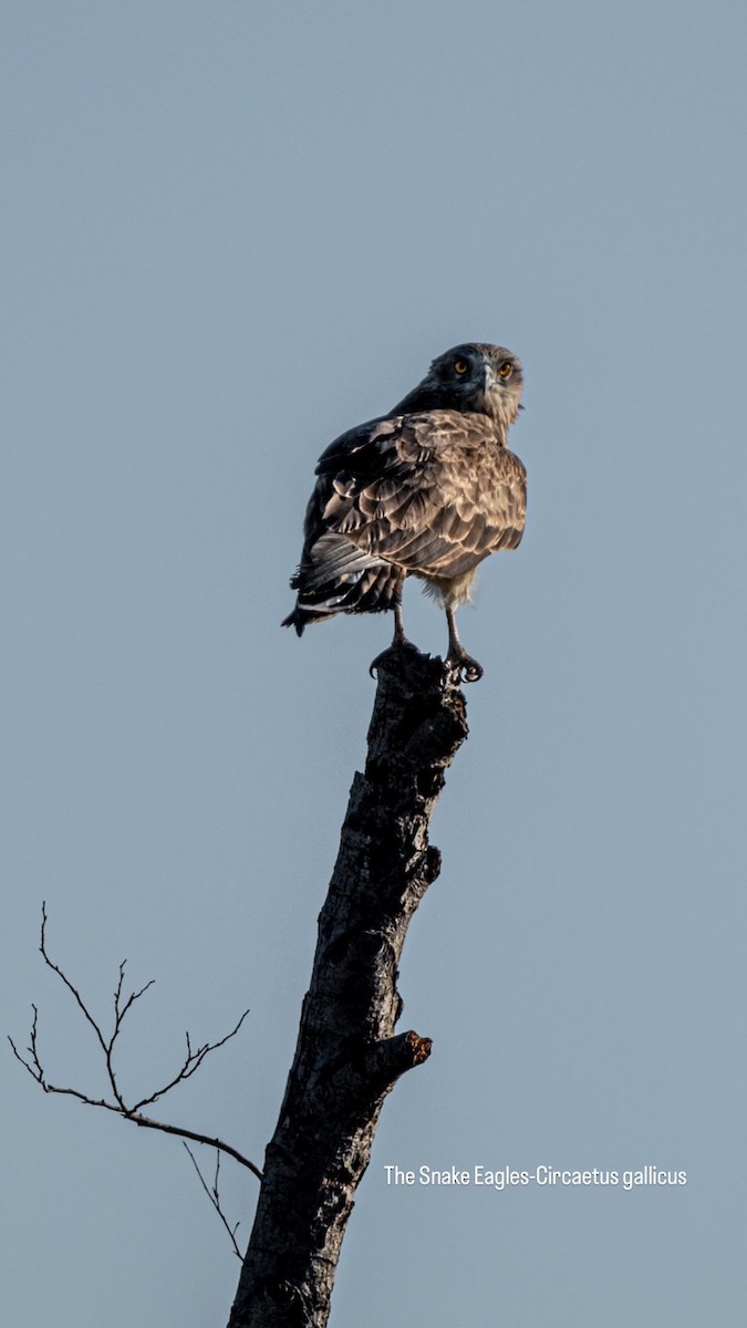 Short-toed Snake-Eagle - Gökhan Taşdemir