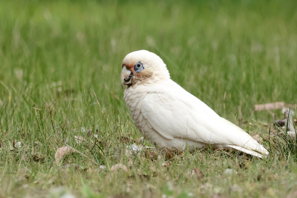 Cacatúa Cavadora - ML608768518