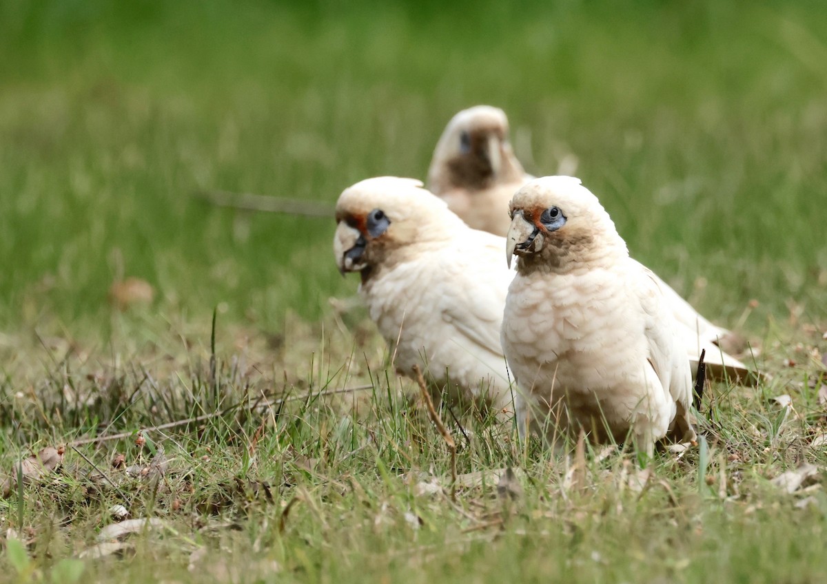 Cacatúa Cavadora - ML608768519