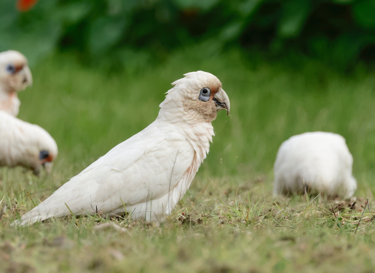 Cacatúa Cavadora - ML608768520