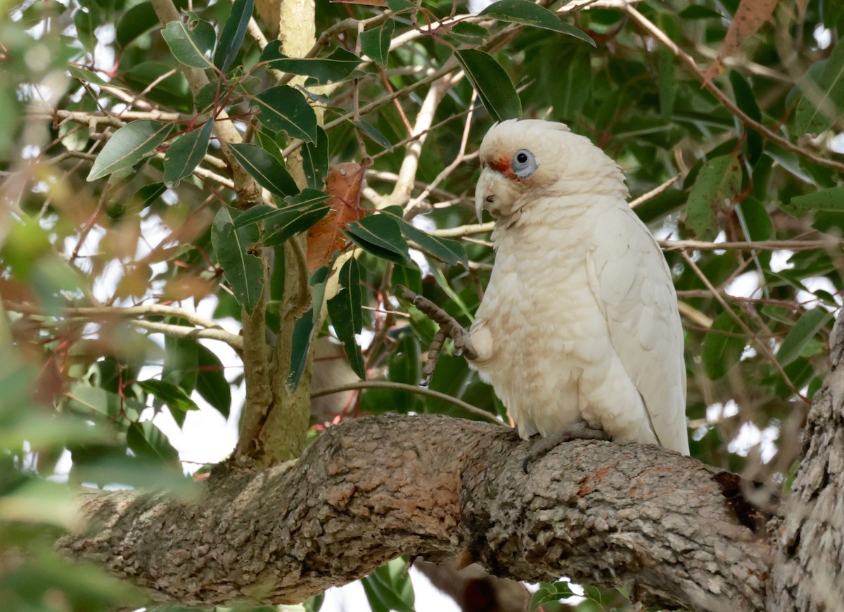 Batılı Korella Kakadusu - ML608768524