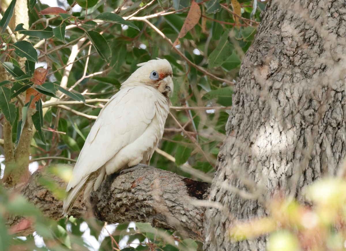 Western Corella - ML608768525