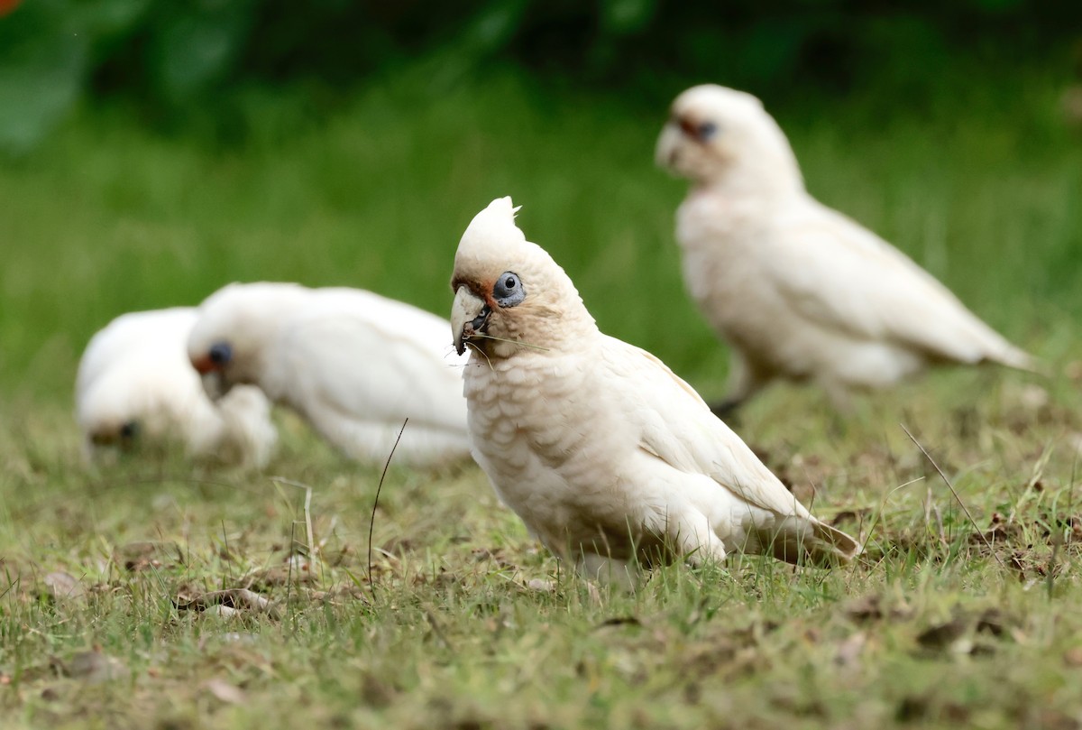 Cacatúa Cavadora - ML608768526